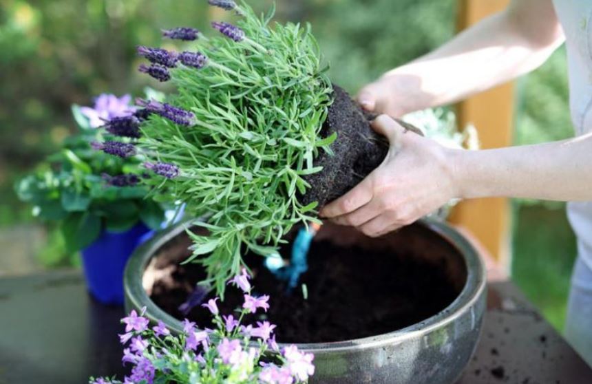 plantare si ingrijire lavanda